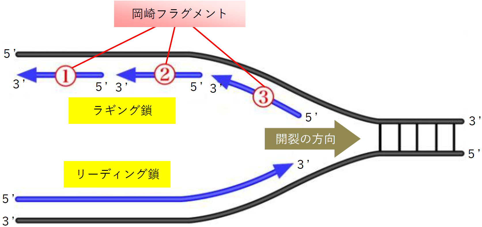 神戸大学入試解説 2020年度 生物 大問 西宮市 芦屋市 神戸市の家庭教師ダイアログ
